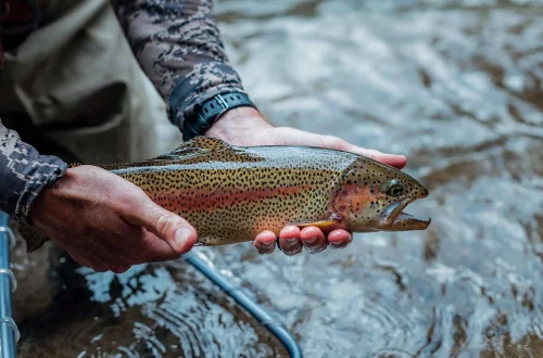 Rainbow-Trout-4.jpg