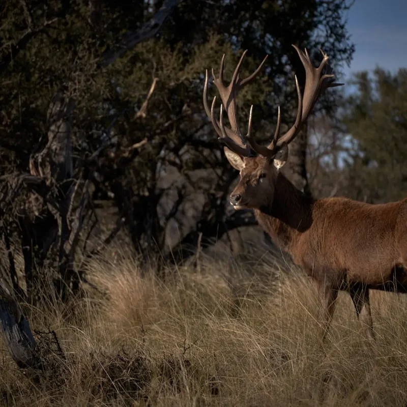 Red-Stag-1.jpg