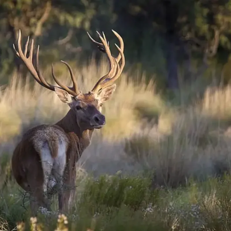 Red-Stag-3.png