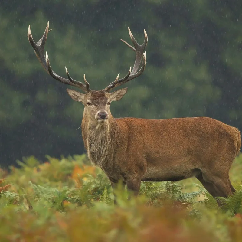 Red-Stag-4-scaled.jpg