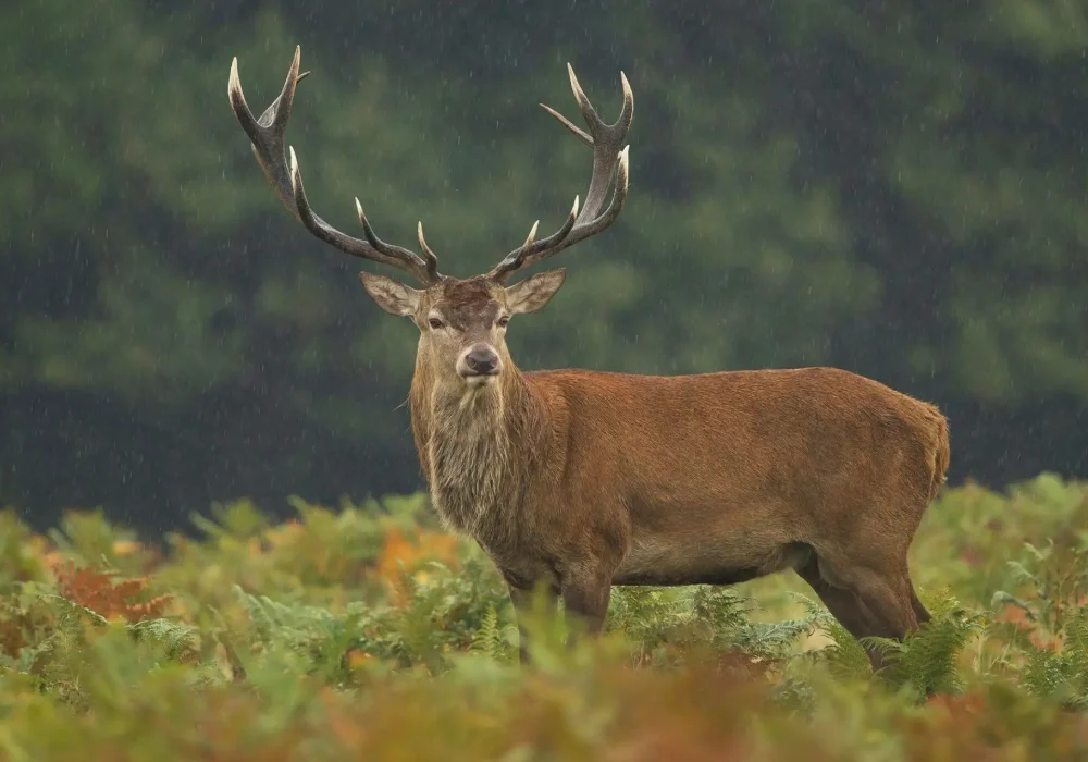 Red-Stag-4-scaled.jpg