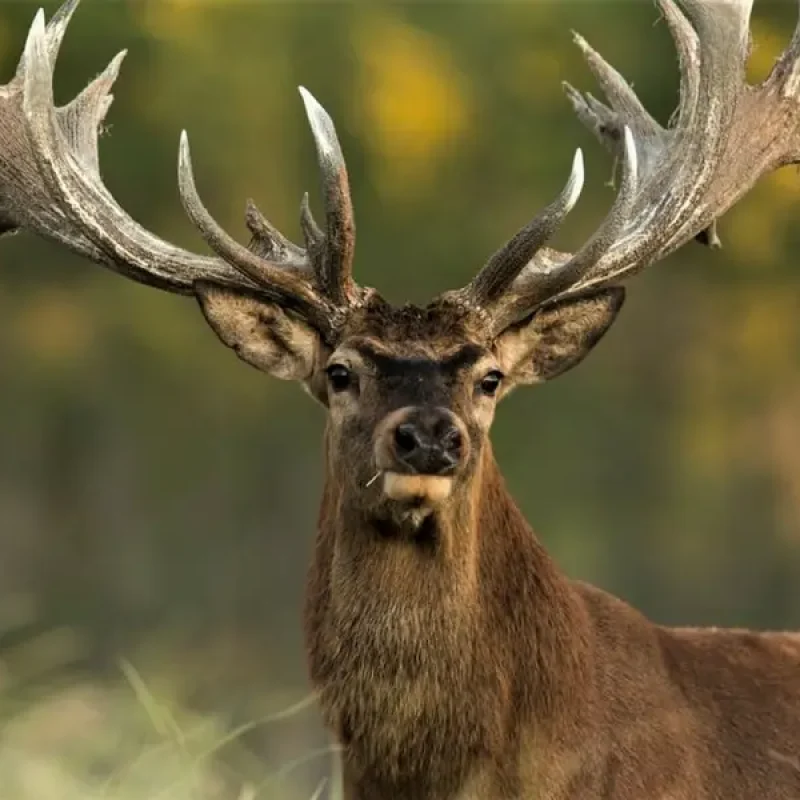 Red-stag-5.jpg