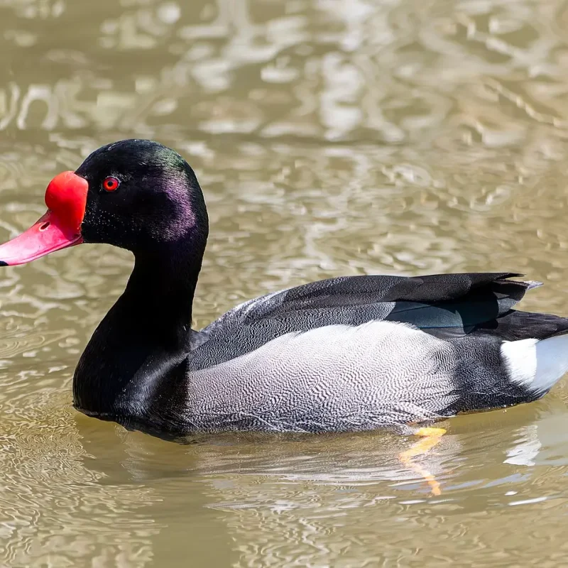 Rosbill-duck-1-1.jpeg