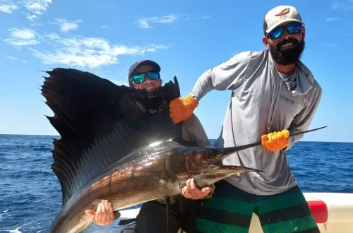 SAILFISH.webp