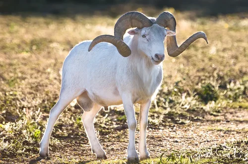 Texas-Dallas-sheep4.jpg