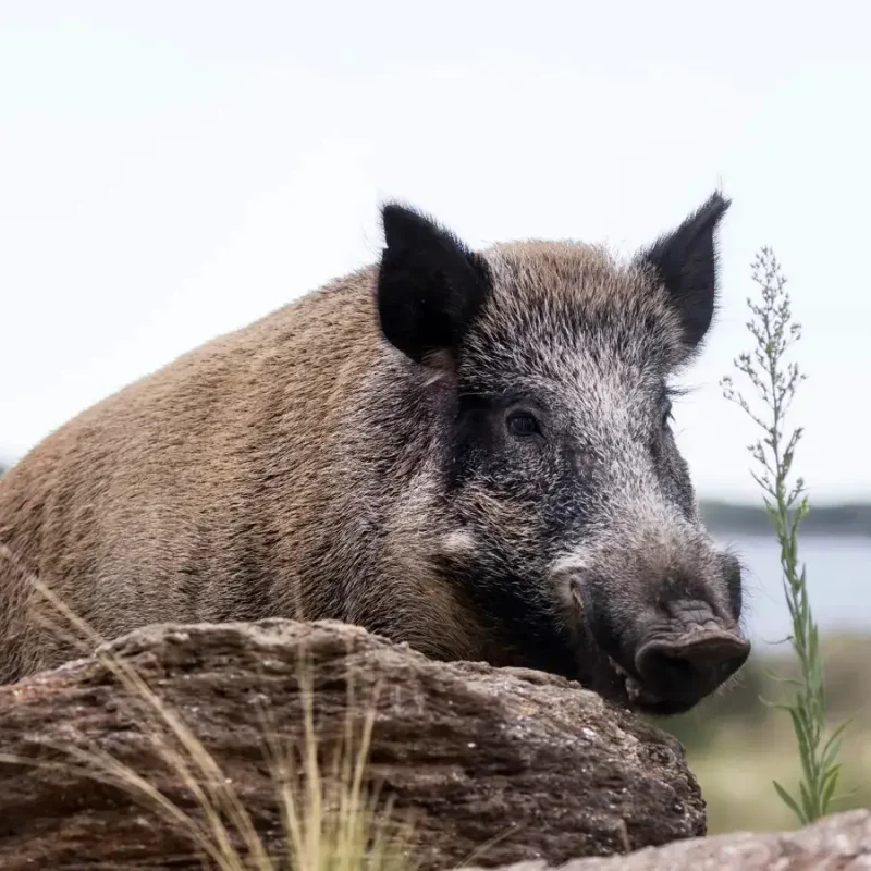 Wild-Boar-3.jpg