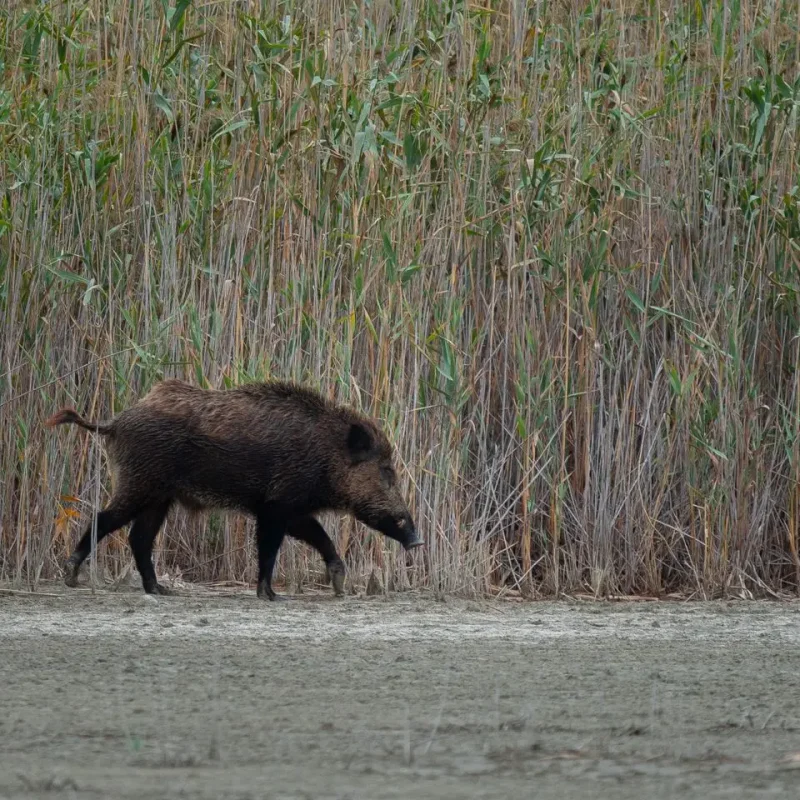 Wild-Boar-5.jpg