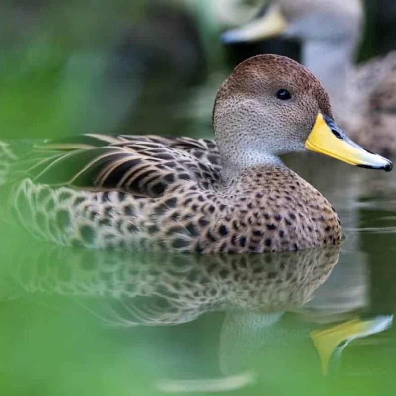 Yellow-pintail-duck-1-1.jpg