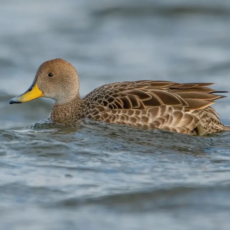 Yellow-pintail-duck-2-1.jpg