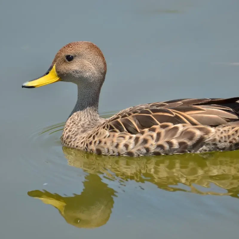 Yellow-pintail-duck-4-1.jpg