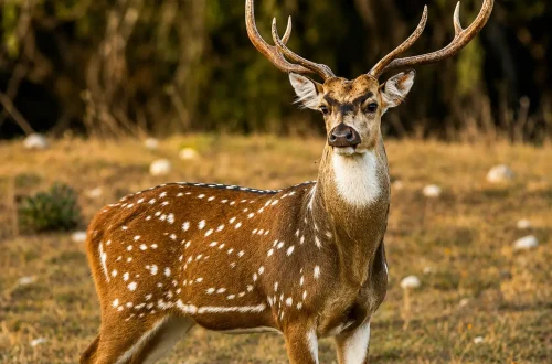 axis-deer2.jpg