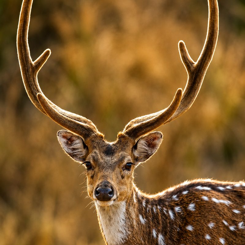 axis-deer3.jpg