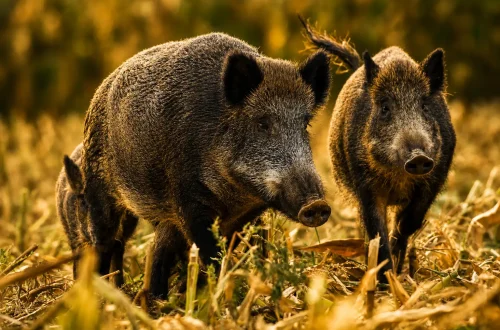 boar-3.jpg