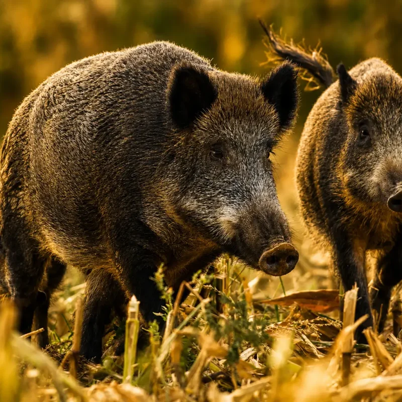 boar-3.jpg
