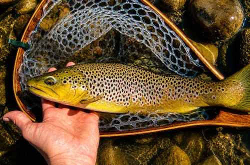 brown2