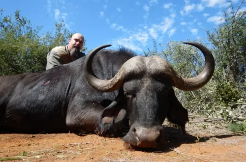 cape-buffalo.webp