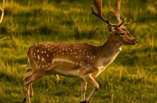 deer1.jpg
