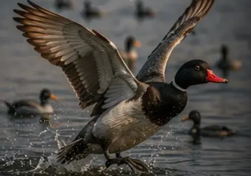 duck.jpg