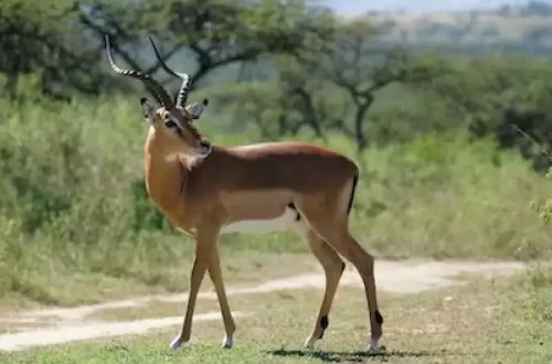 impala.webp