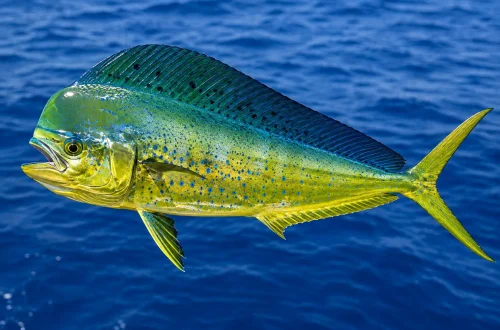 mahi-mahi.jpg