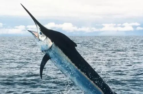 marlin.webp