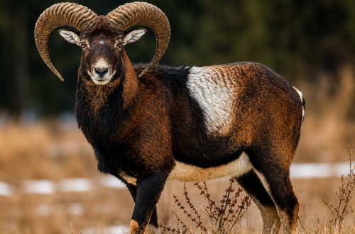 mouflon-e1783087960289.jpg