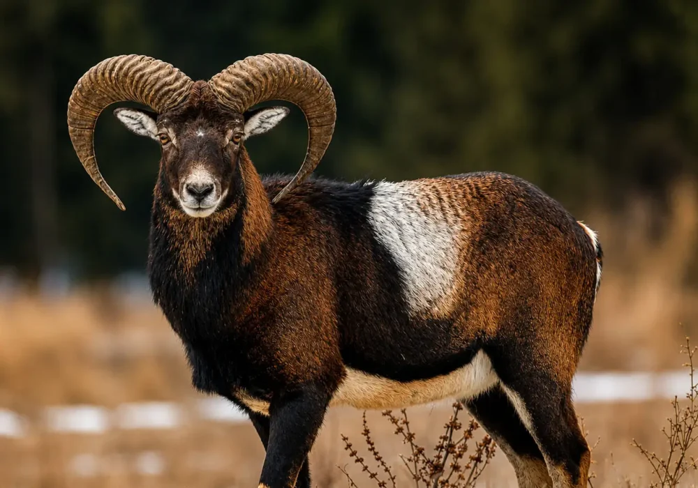 mouflon-e1784230269621.jpg