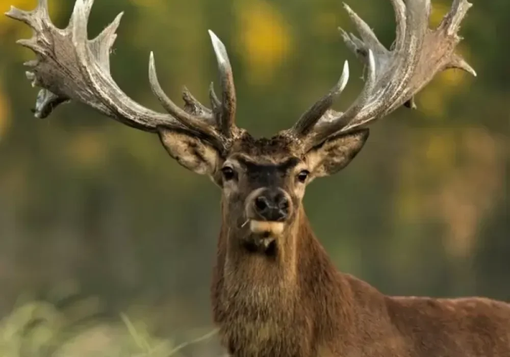 read-stag.webp