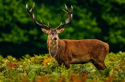 stag5.jpg