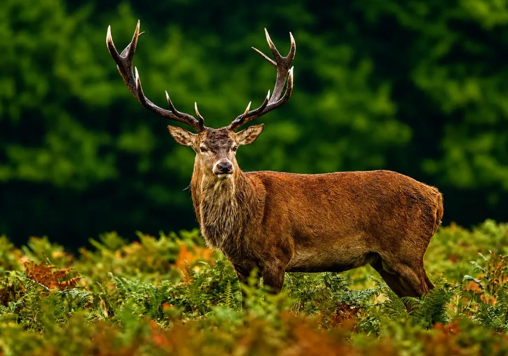 stag5.jpg