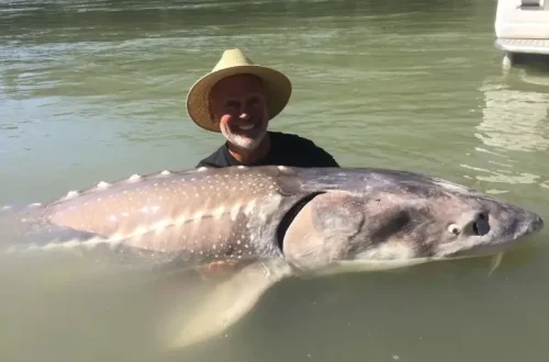 sturgeon.webp